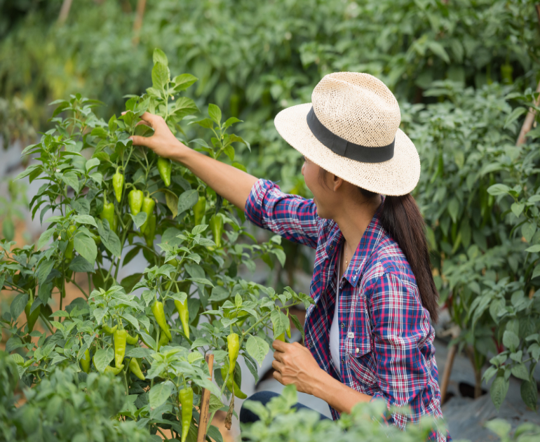Spice Farm